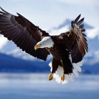 Drones over Apple Park