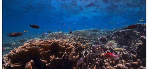 underwater screen saver