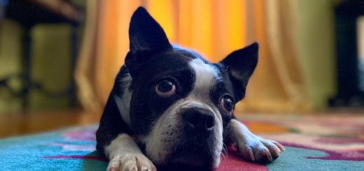 A dog portrait taken on iPhone 11