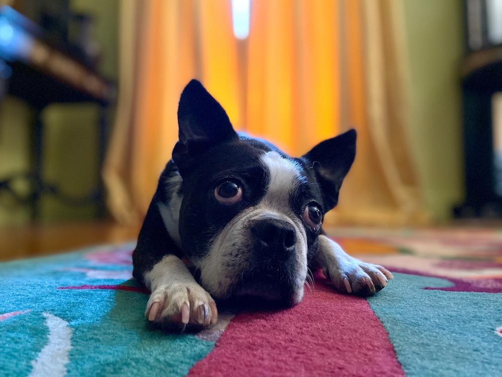 A dog portrait taken on iPhone 11